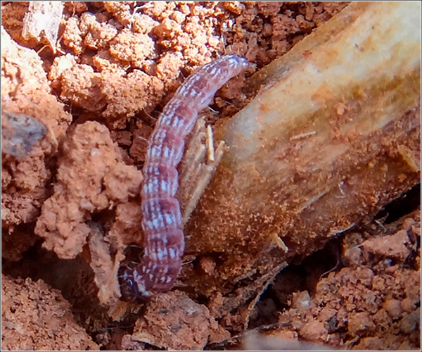 Inimigos Naturais: Seus Aliados no Controle de Lagartas