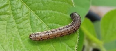 Como Usar Bacillus Thuringiensis (Bt) na Sua Horta