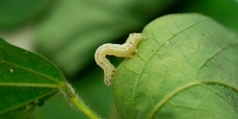 Inimigos Naturais: Seus Aliados no Controle de Lagartas
