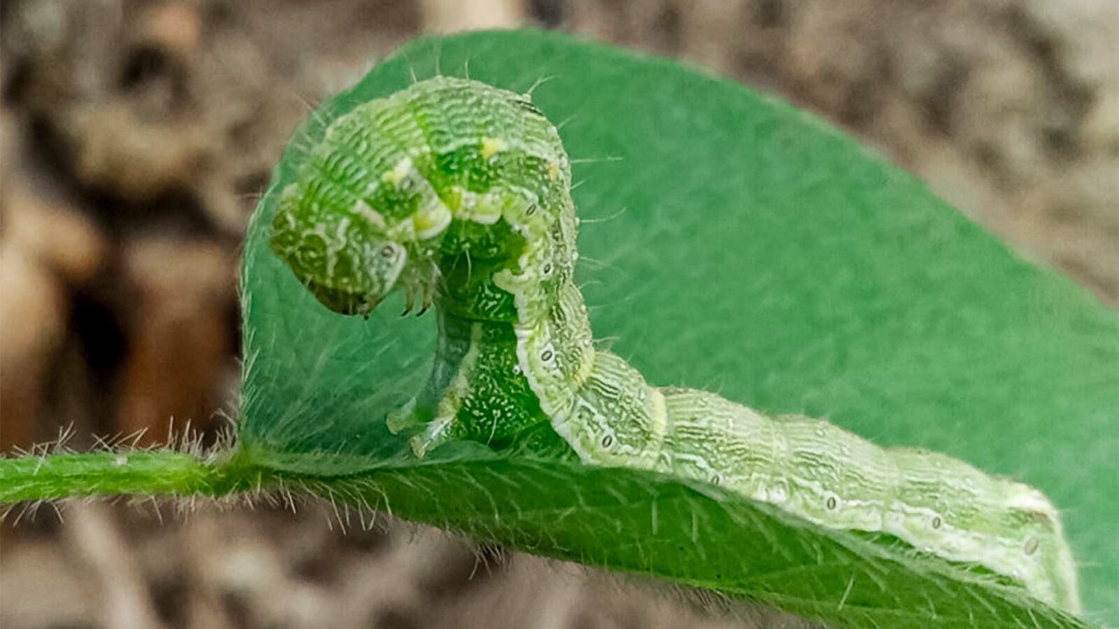 5 Métodos de Controle de Lagartas em Horta Caseira