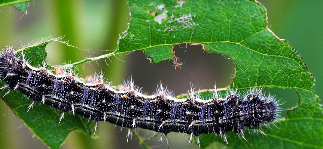 Guia Completo do Óleo de Neem para Controle de Pragas