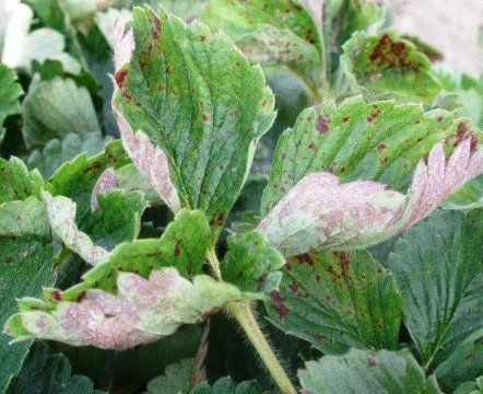 Guia completo da Calda Bordalesa para controle de míldio