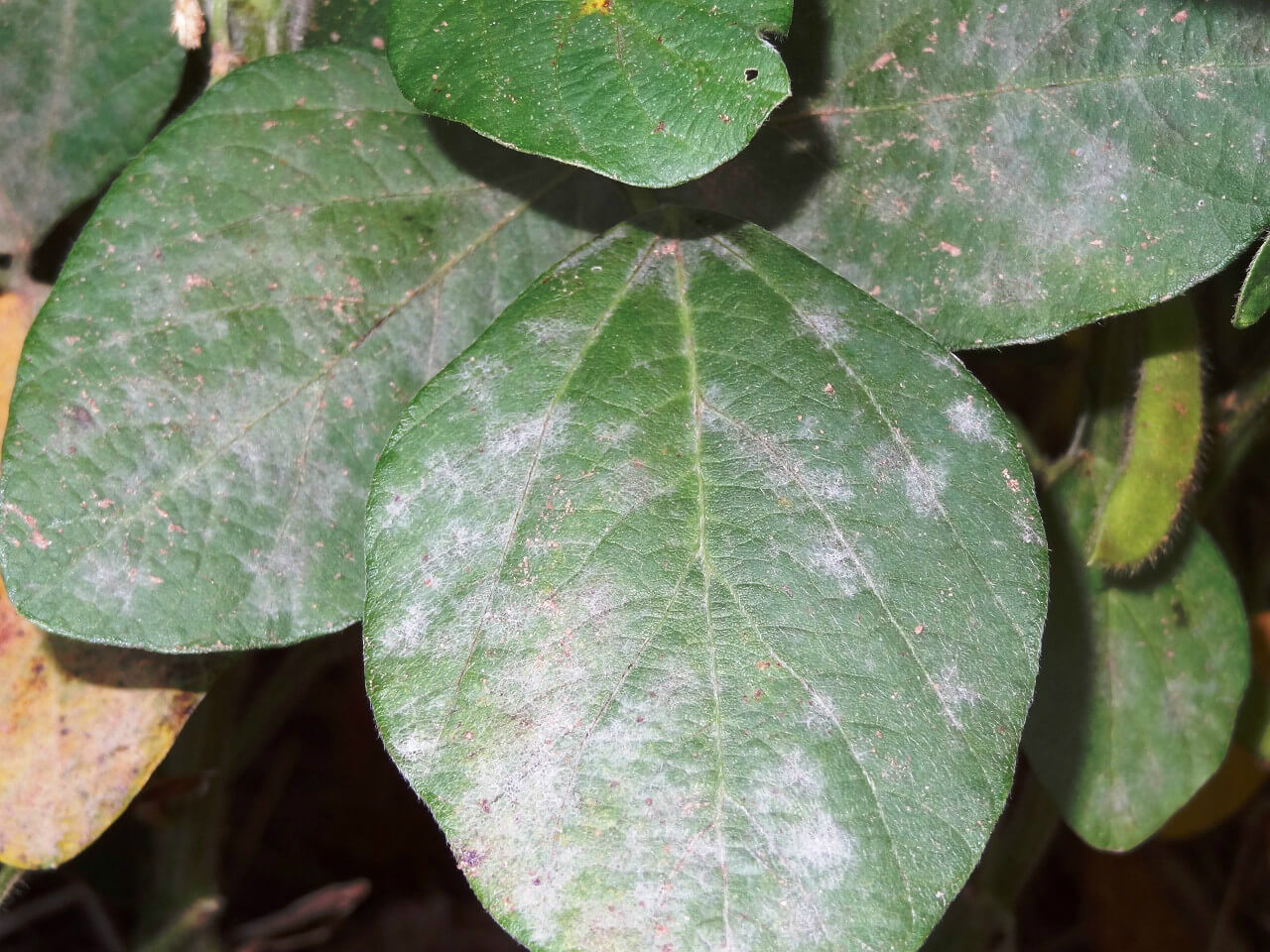 Guia completo da Calda Bordalesa para controle de míldio