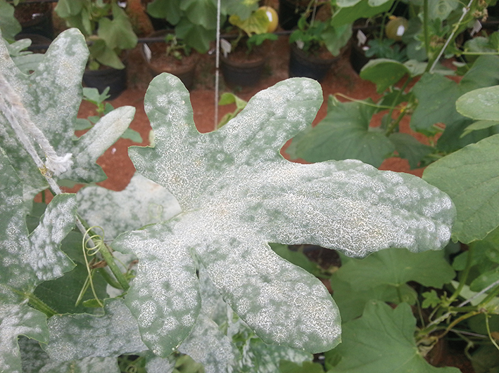 Manejo integrado de doenças fúngicas em hortas