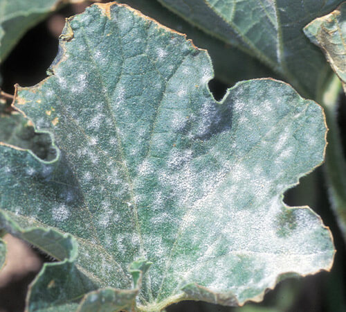 Dicas de poda e irrigação para prevenir oídio e míldio