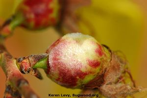 controle de oídio em roseiras e hortas