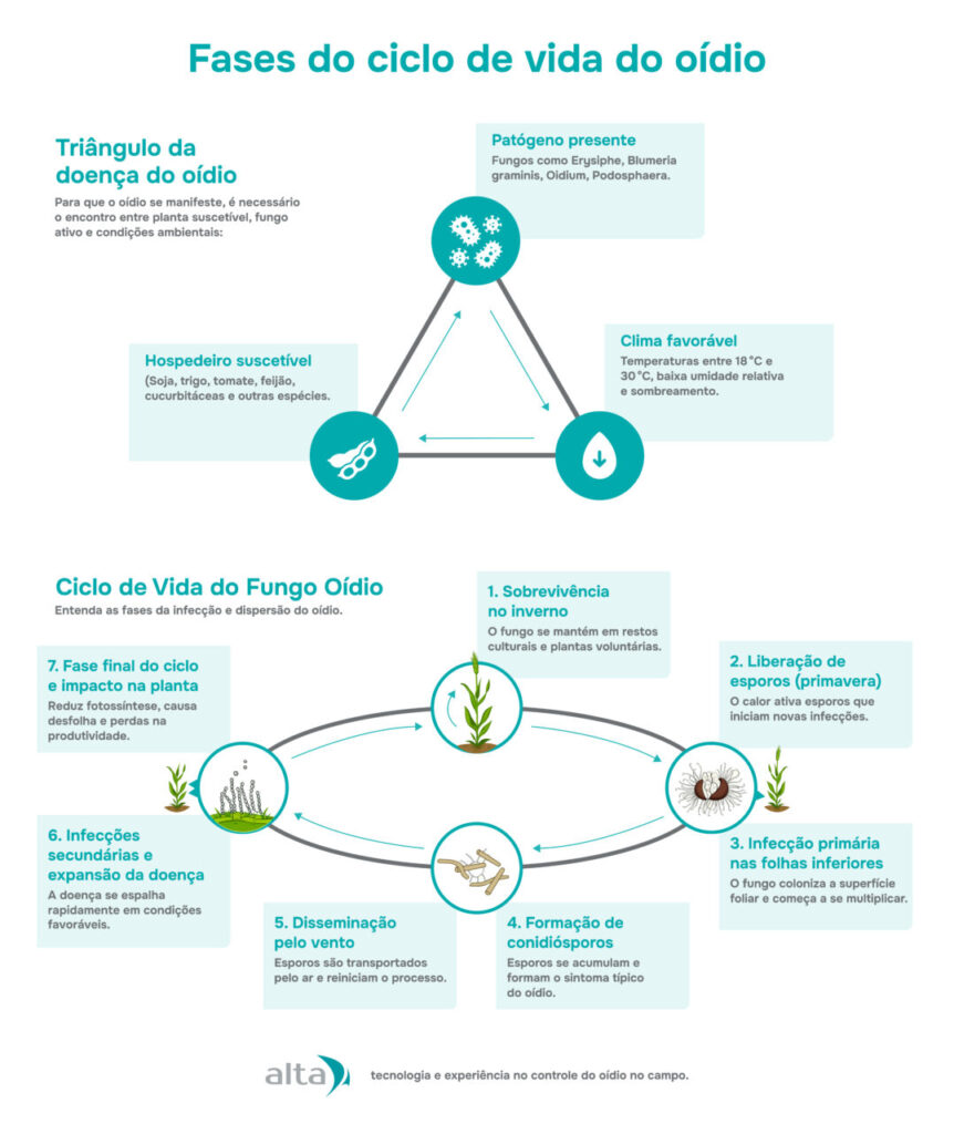 Como identificar e tratar míldio em plantas