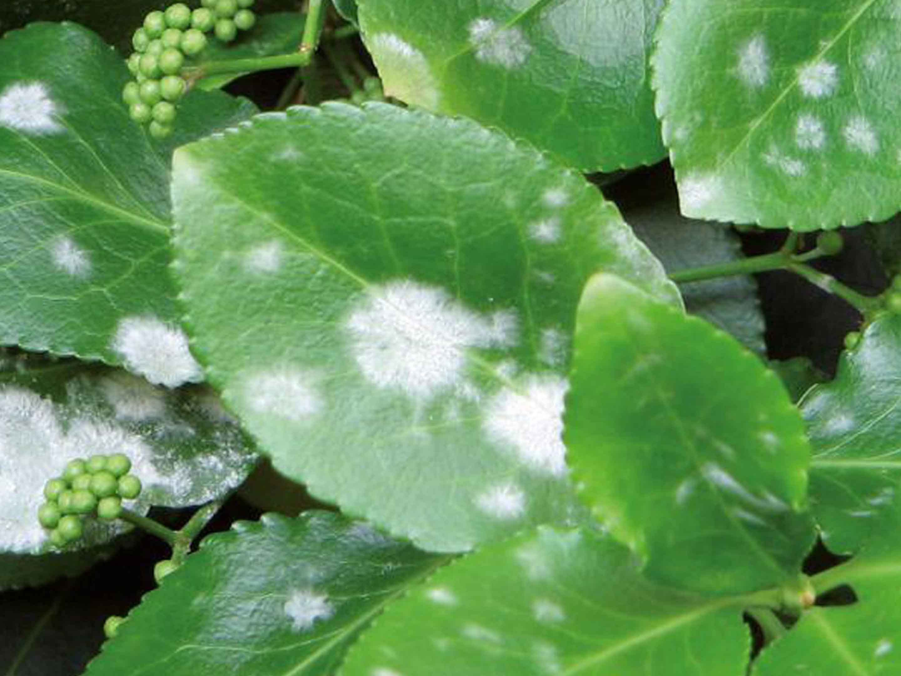 Receita caseira de fungicida com alho e pimenta