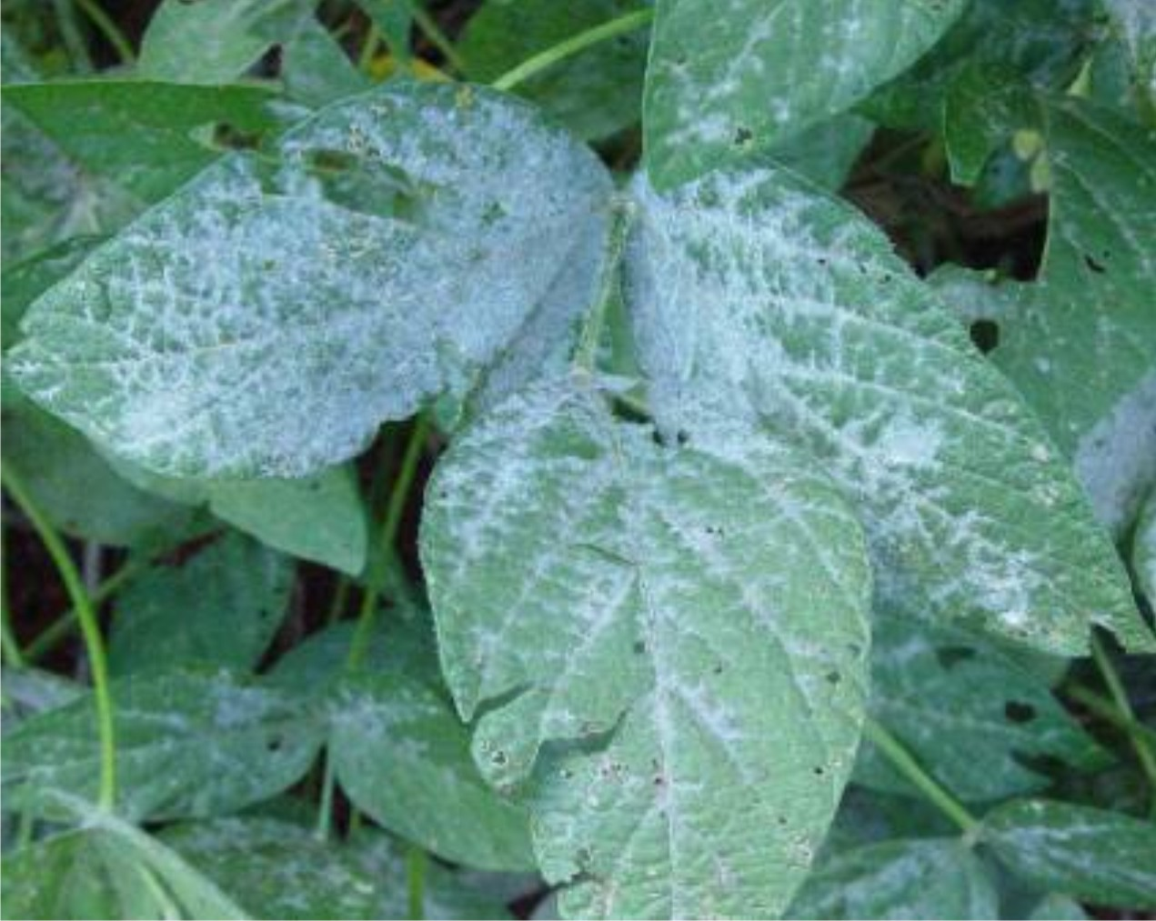 Guia completo de adubação orgânica para hortas