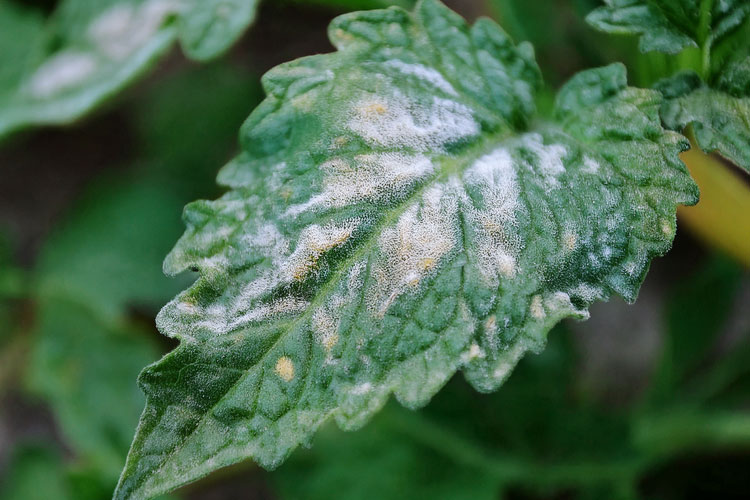 Como identificar e tratar míldio em plantas