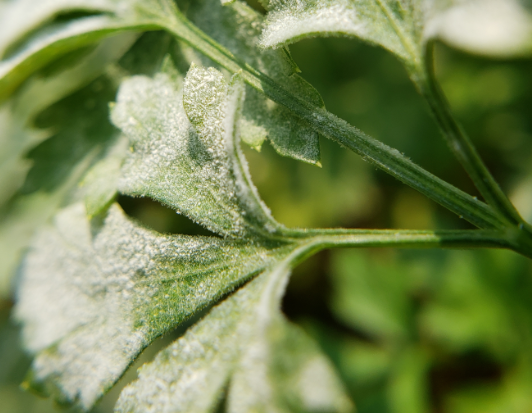 Benefícios do óleo de neem para a saúde das plantas