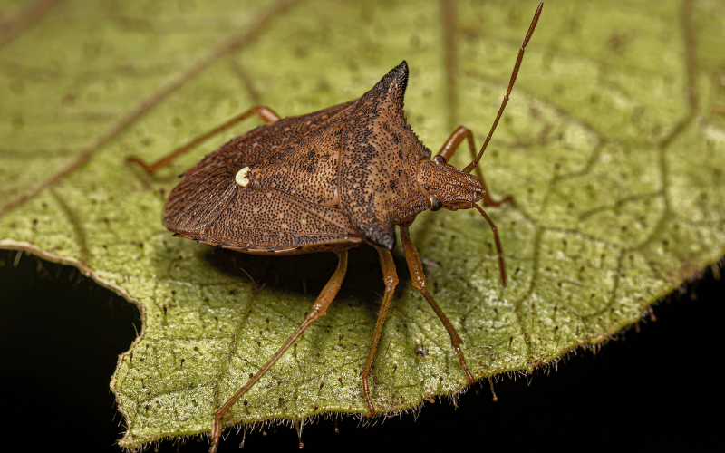 Como o Controle Biológico Ajuda no Combate ao Leptoglossus Zonatus