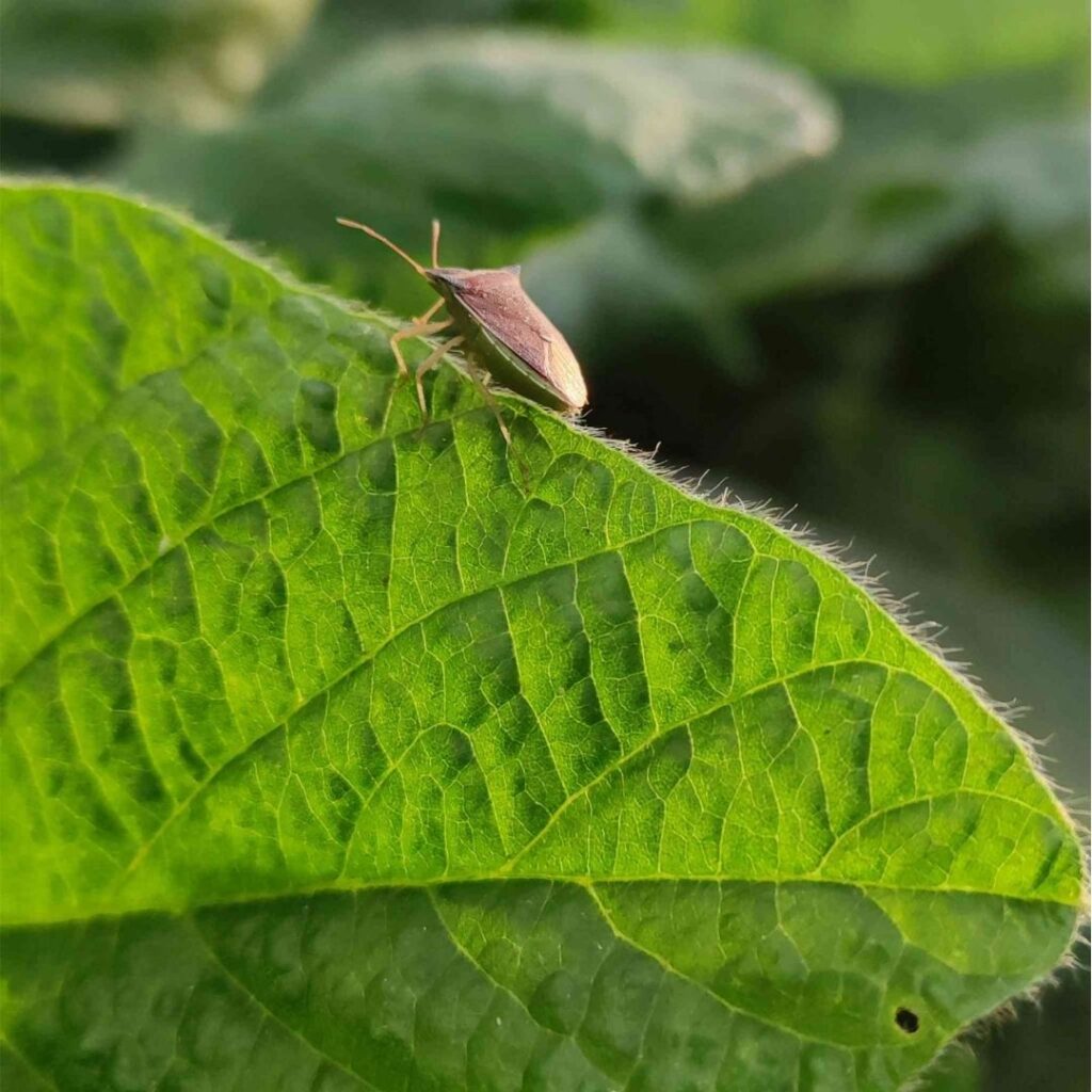 Como o Controle Biológico Ajuda no Combate ao Leptoglossus Zonatus