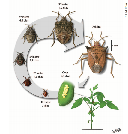 Guia Completo de Inseticidas para Percevejos