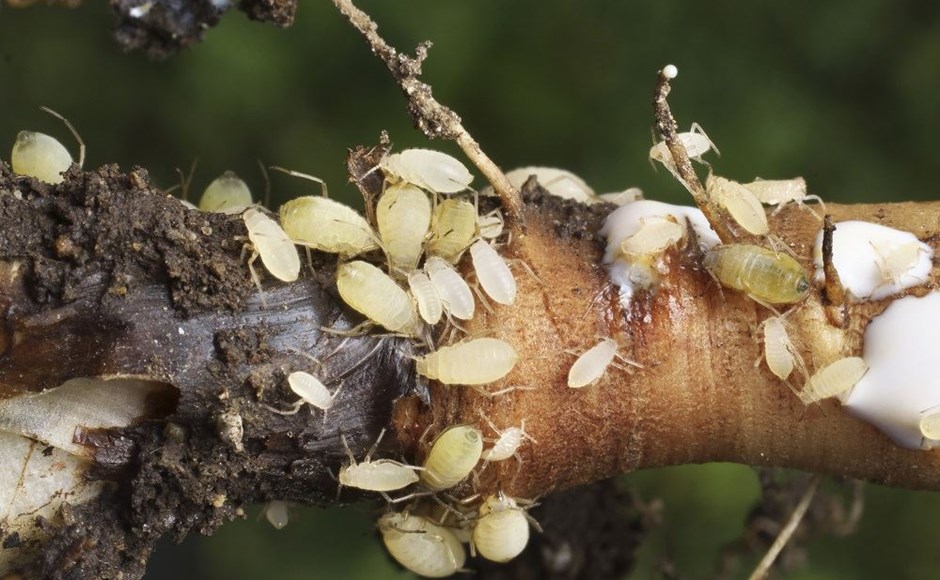 5 Sinais de Infestação de Pulgão de Raiz