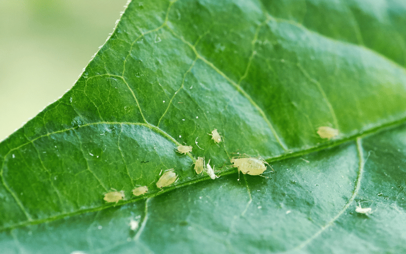 Como Usar Óleo de Nim no Controle de Pragas