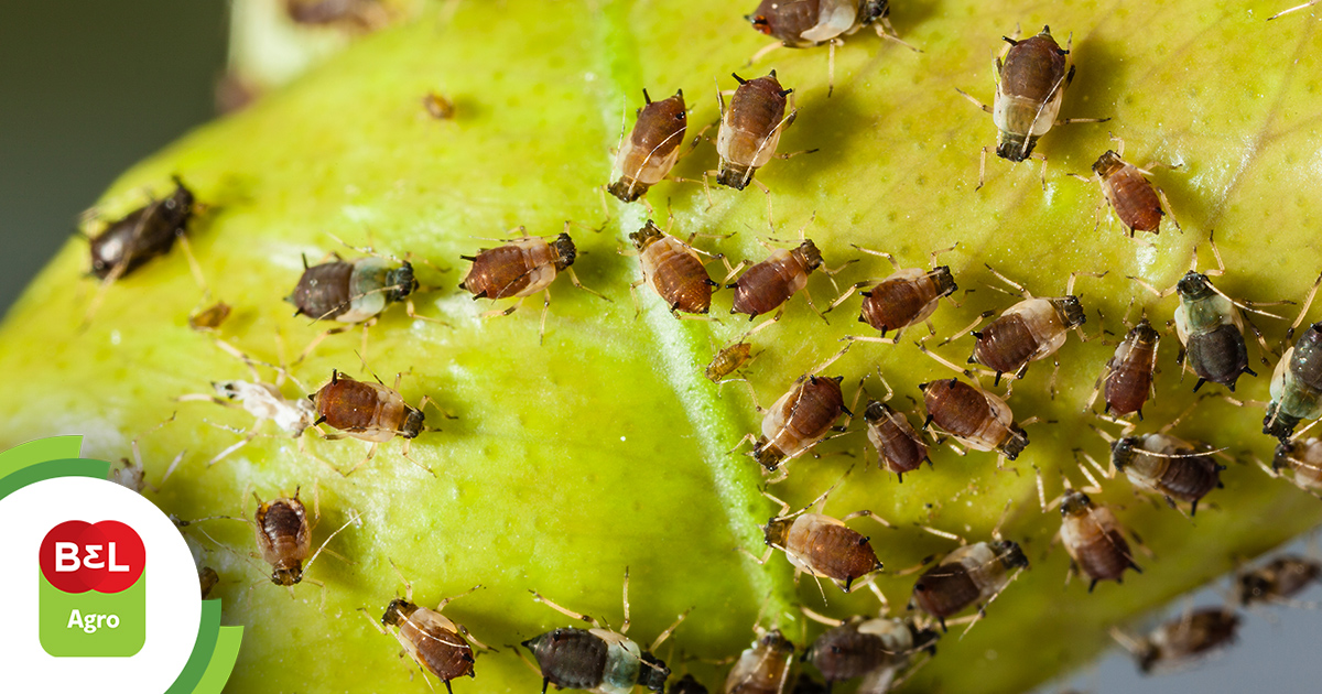 Receitas Caseiras para Eliminar Pulgões