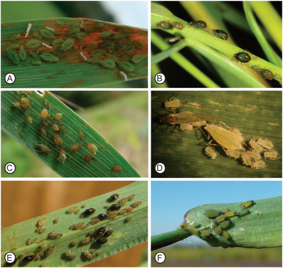 A Importância do Controle Biológico no Jardim