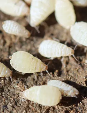 5 Sinais de Infestação de Pulgão de Raiz