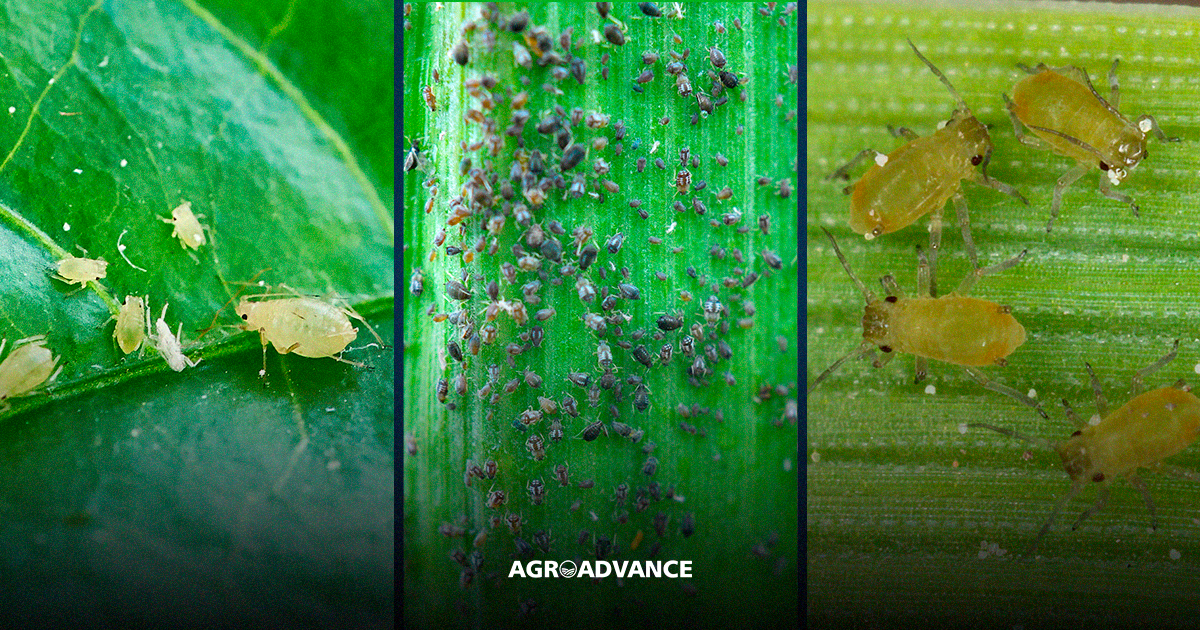Manejo integrado de pragas na agricultura orgânica