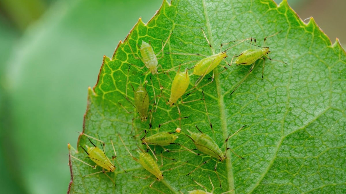 Receita caseira de inseticida para pulgões