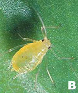 Manejo integrado de pragas na agricultura orgânica