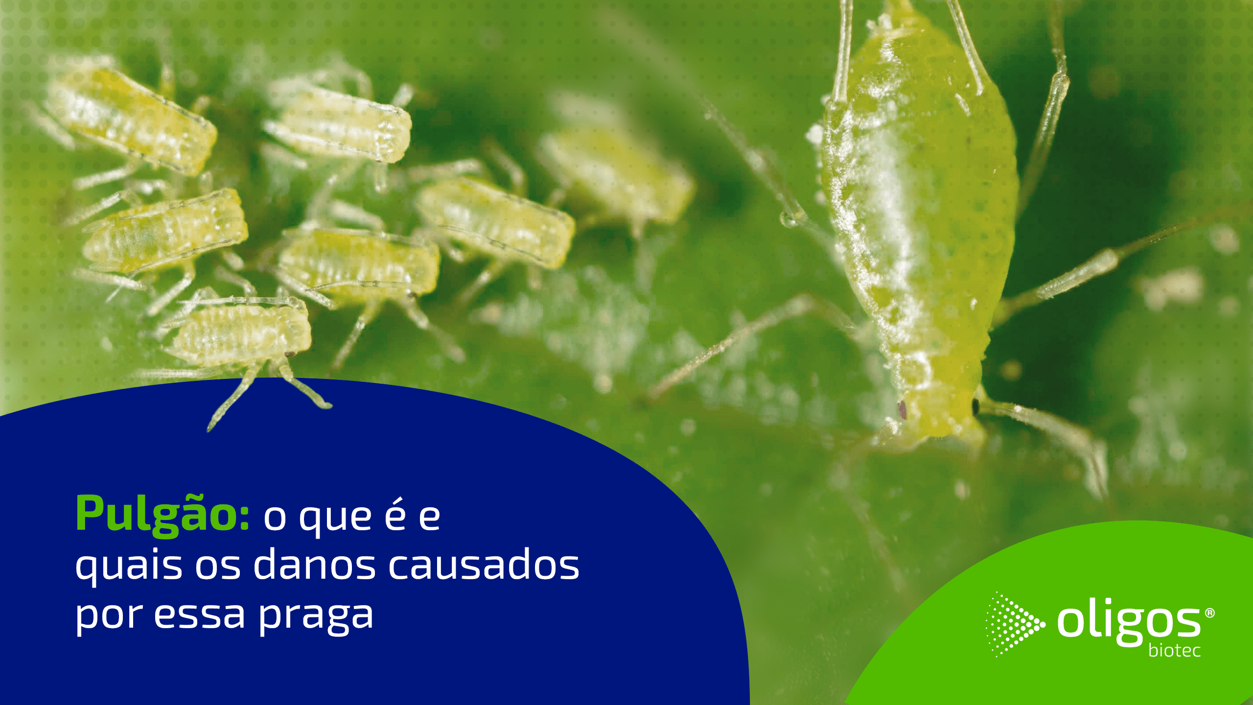 controle de pulgão verde na alface