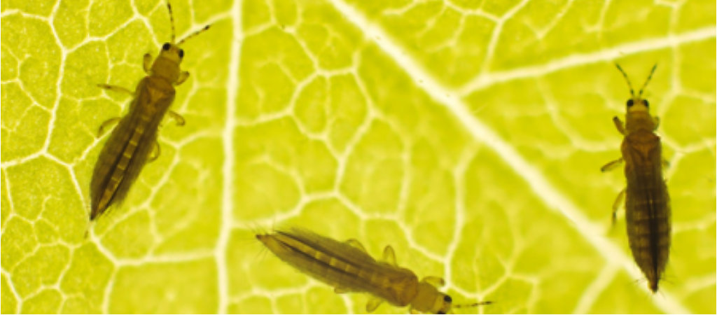 Guia Completo de Controle Químico de Tripes em Pimenta (Com Segurança)