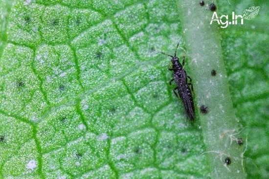 A Importância do Manejo Cultural na Luta Contra os Tripes