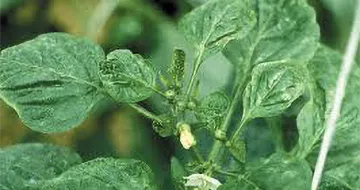 controle de tripes em pimenteiras