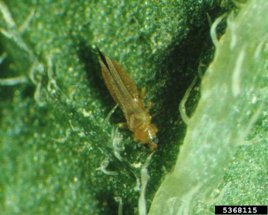 10 Dicas Essenciais para Prevenir Tripes em Pimenteiras