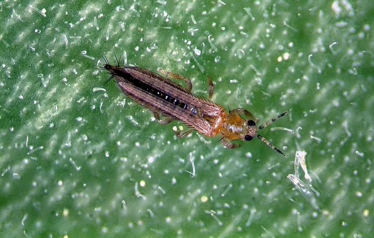 controle de tripes na horta