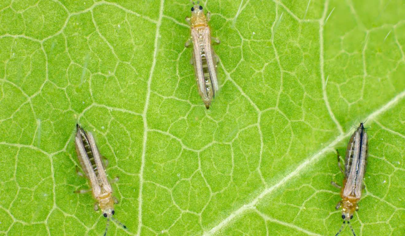 5 ideias de títulos:
1. Tripes na Horta: Guia Completo de Prevenção e Controle
2. 5 Métodos Naturais para Eliminar Tripes da Sua Horta
3. Como Identificar e Combater o Vírus 