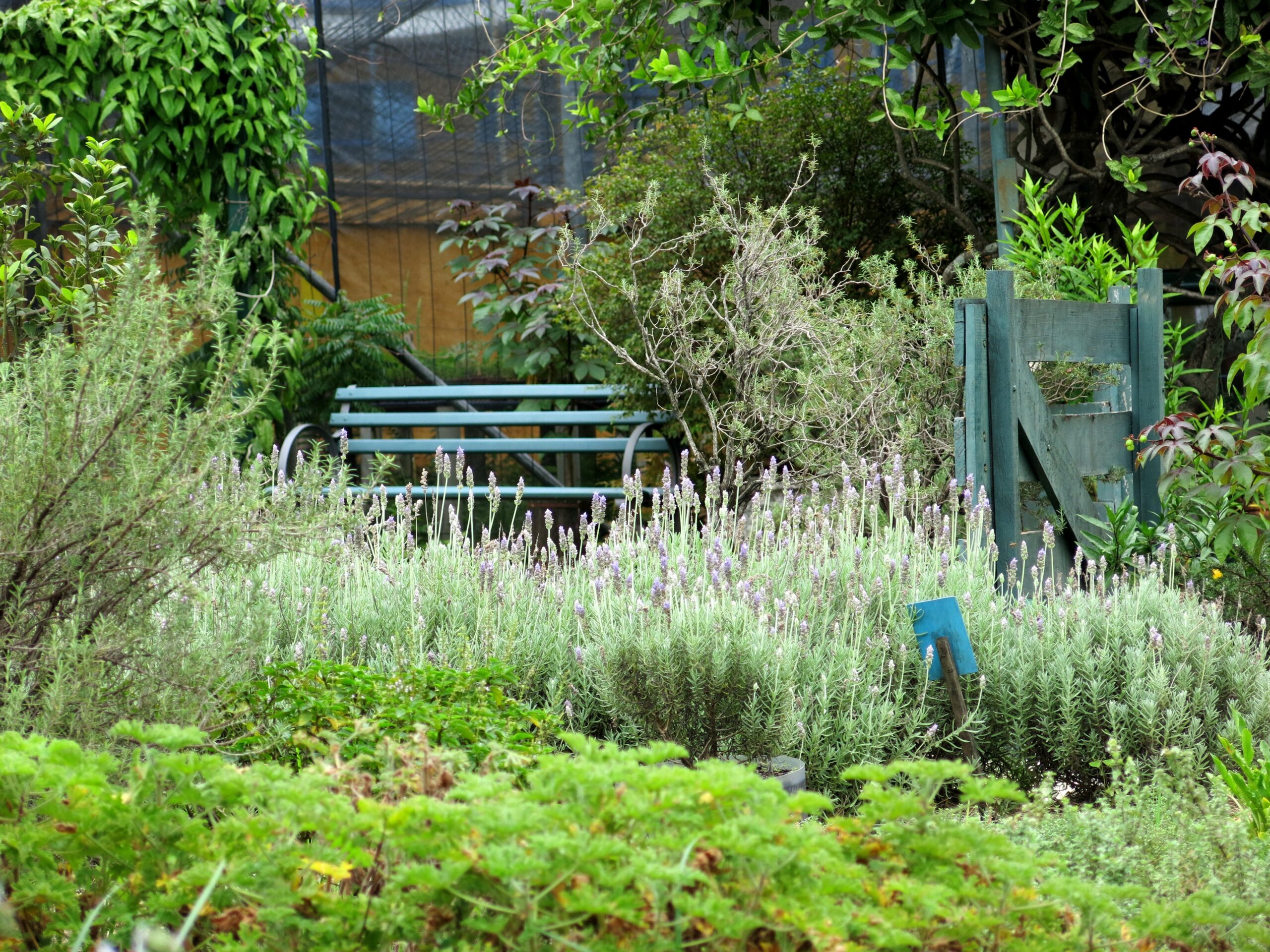 controle natural pragas horta