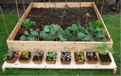 5 ideias de títulos:
1. Controle Natural de Pragas: Guia Completo para uma Horta Saudável.
2. Receitas Caseiras de Inseticidas e Repelentes Naturais para sua Horta.
3. Como Fortalecer suas Plantas Contra Pragas de Forma Orgânica.
4. Diversidade na Horta: A Chave para o Controle Natural de Insetos.
5. Identificando e Combatendo Pragas Comuns na Horta: Soluções Naturais.