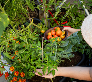 5 ideias de títulos:
1. Controle Natural de Pragas: Guia Completo para uma Horta Saudável.
2. Receitas Caseiras de Inseticidas e Repelentes Naturais para sua Horta.
3. Como Fortalecer suas Plantas Contra Pragas de Forma Orgânica.
4. Diversidade na Horta: A Chave para o Controle Natural de Insetos.
5. Identificando e Combatendo Pragas Comuns na Horta: Soluções Naturais.
