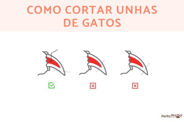 5 Ferramentas Essenciais para Cortar Unhas de Gato
