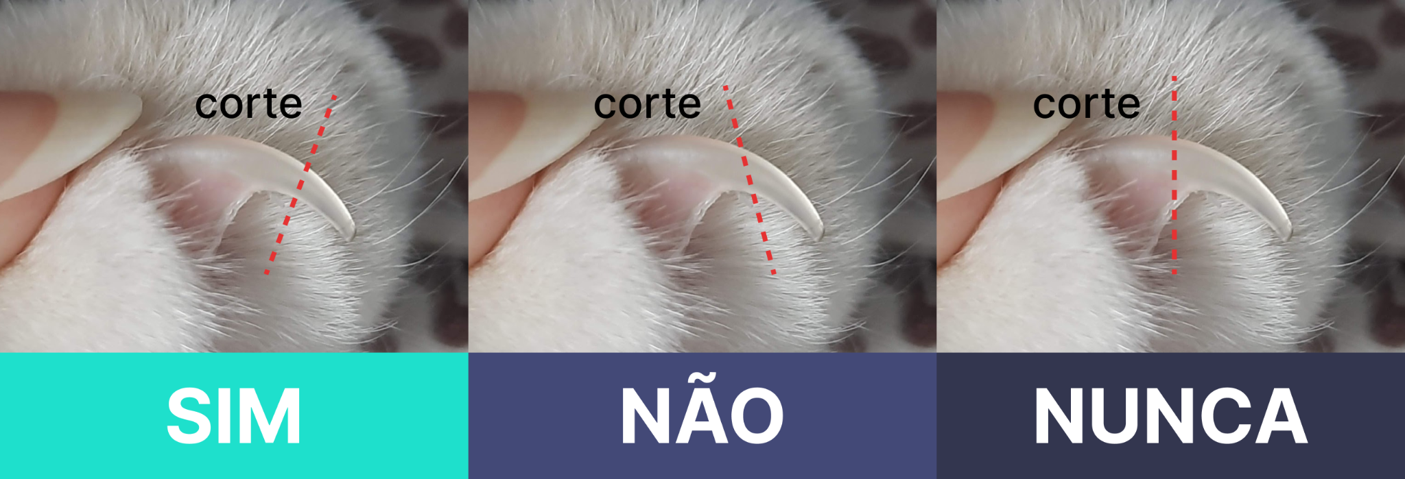 Como Acostumar Seu Gato ao Manuseio das Patas