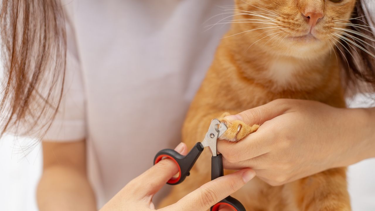 Alternativas Naturais para Acalmar Gatos Ansiosos Durante Procedimentos