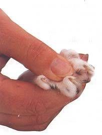 Como Acostumar Seu Gato ao Manuseio das Patas