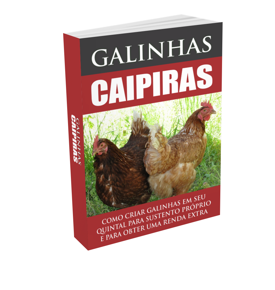 Como Montar um Galinheiro Caipira Econômico