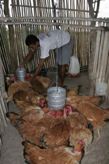Guia Completo de Alimentação para Galinhas Caipiras