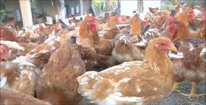 As Melhores Raças de Galinhas para Produção de Ovos