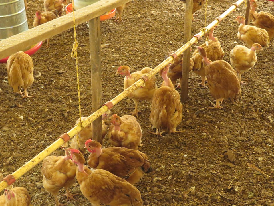 Dicas para Aumentar o Lucro na Venda de Frangos Caipiras