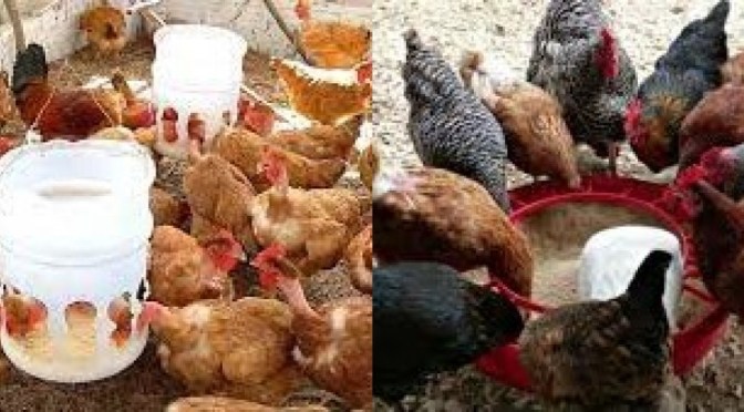 Planejamento Financeiro para Iniciantes na Criação de Galinhas Caipiras