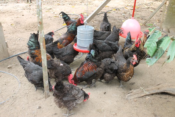 criação galinhas caipiras renda extra