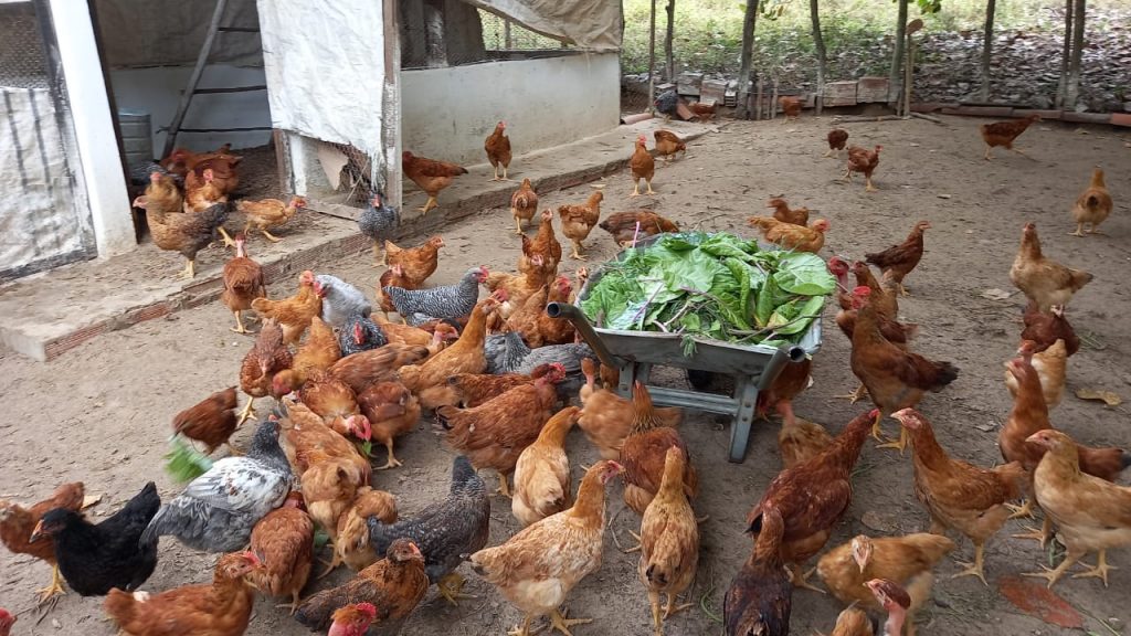 Como Montar um Galinheiro Caipira Econômico