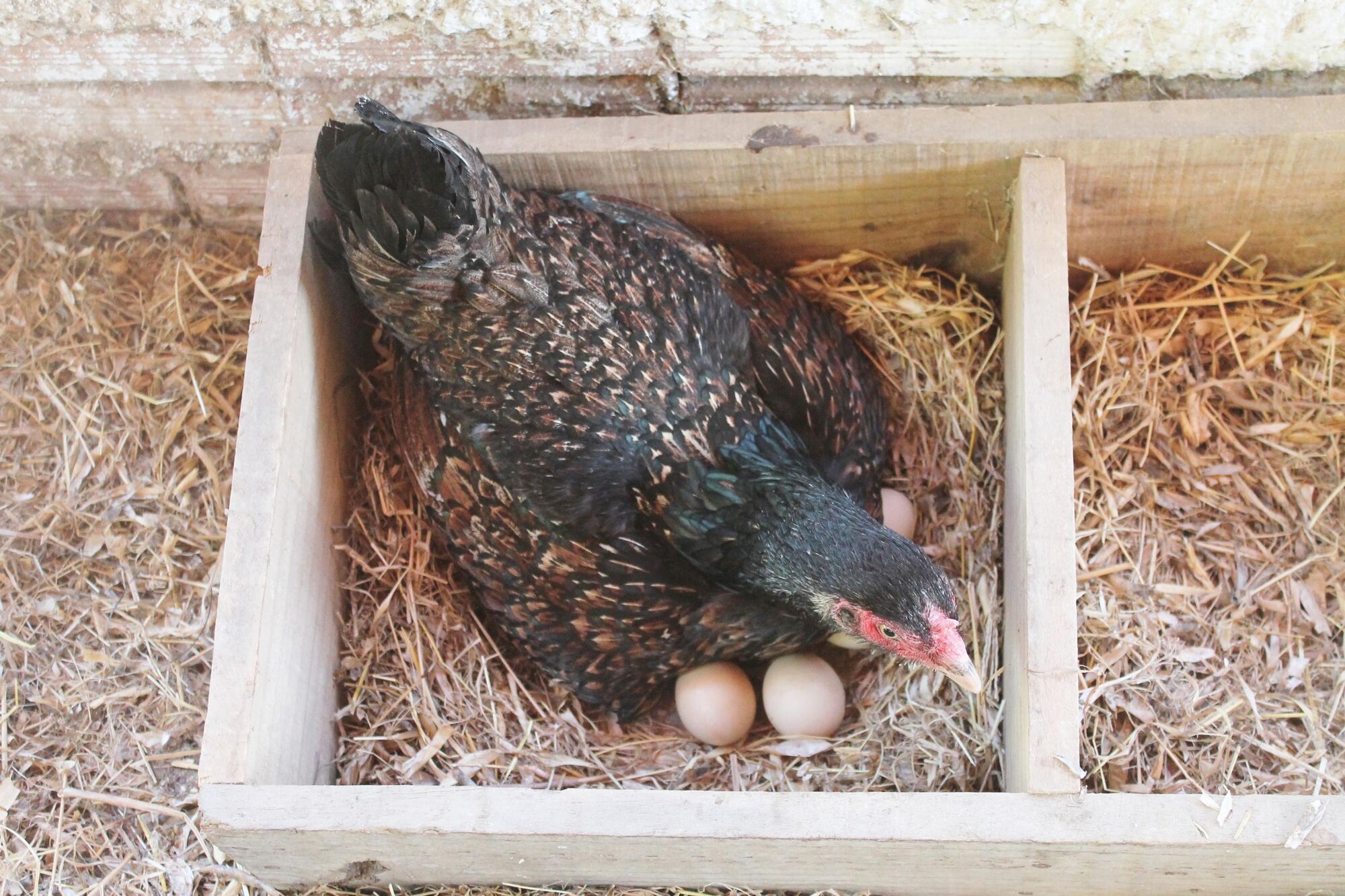 Guia Completo de Alimentação para Galinhas Caipiras