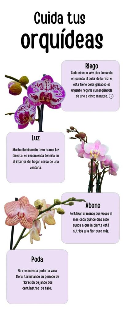 cuidar de orquídeas
