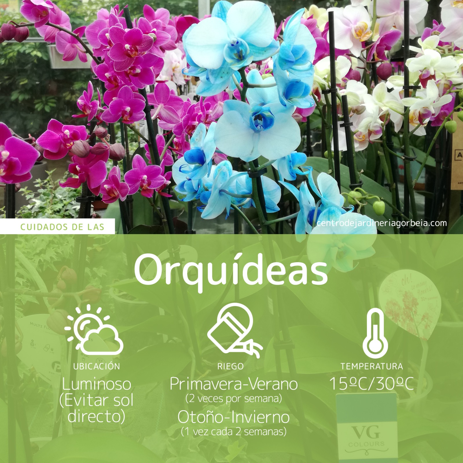 Como cultivar orquídeas Phalaenopsis: um guia passo a passo